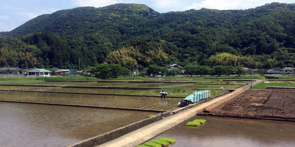 写真：田んぼ