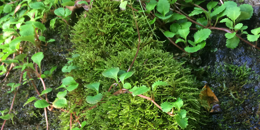 写真：苔とシダ